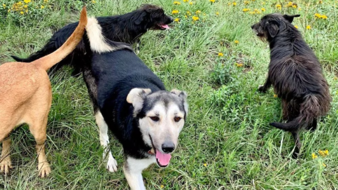 Foto: (Instagram refrugio_franciscano_ac)